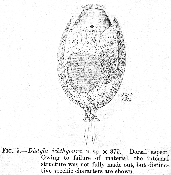 Lecane ichthyoura - Original description image