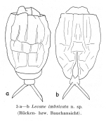 Lecane imbricata - Original description image