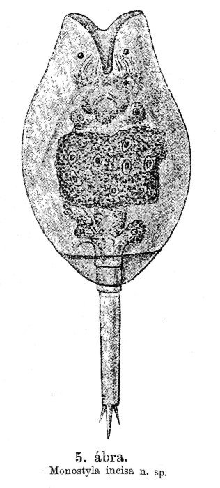 Lecane incisa - Original description image