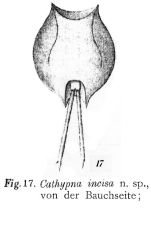 Lecane incisa - Original description image