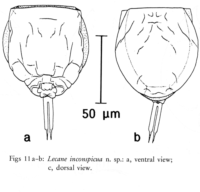 Lecane inconspicua - Original description image