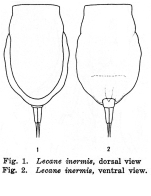 Lecane inermis