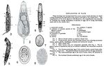 Lecane inermis