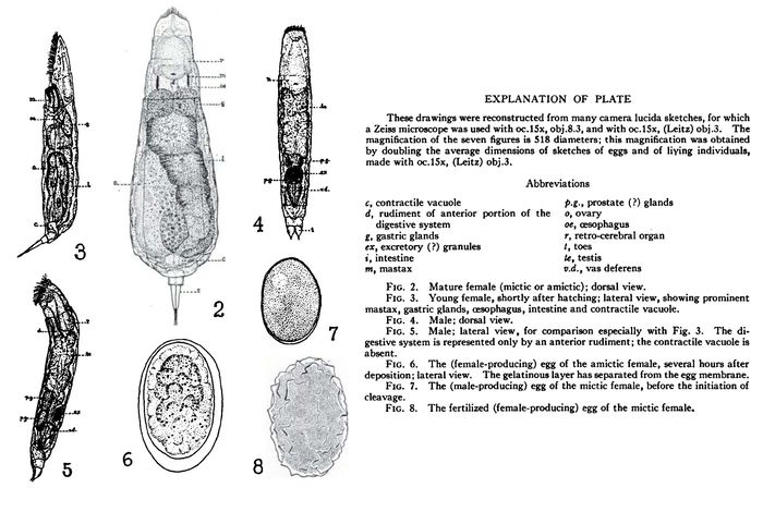 Lecane inermis Lecane inermis