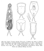 Lecane inermis