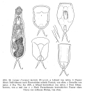 Lecane inermis