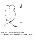 Lecane inermis