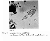 Lecane inermis
