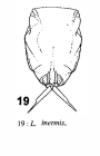 Lecane inermis