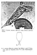 Lecane inermis