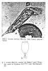 Lecane inermis