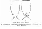 Lecane inermis