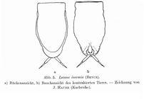 Lecane inermis