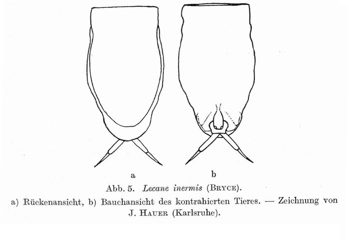 Lecane inermis Lecane inermis
