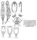 Lecane inermis