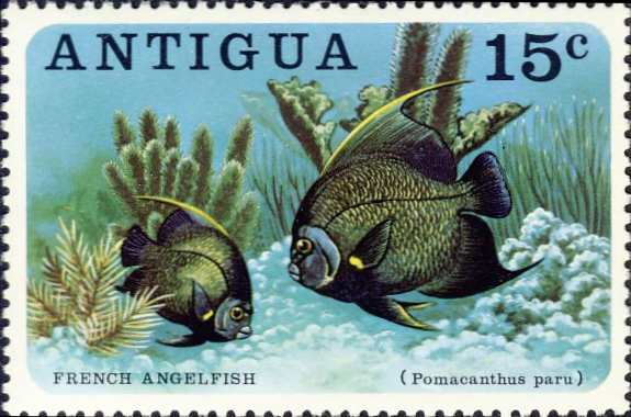 Pomacanthus paru Pomacanthus paru