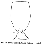 Lecane inermis