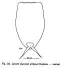 Lecane inermis