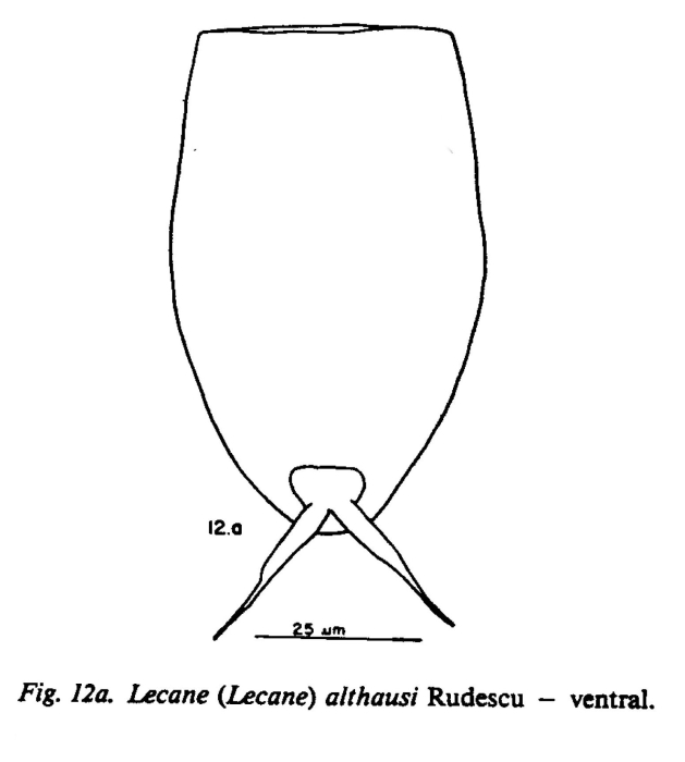 Lecane inermis Lecane inermis