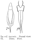 Lecane inermis