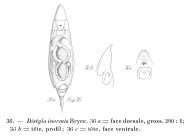 Lecane inermis