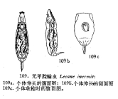 Lecane inermis