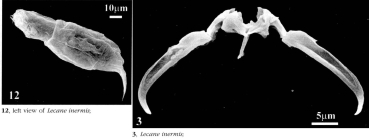 Lecane inermis