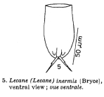 Lecane inermis