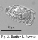 Lecane inermis