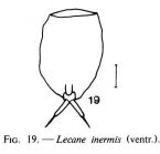 Lecane inermis