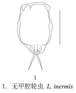 Lecane inermis