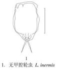 Lecane inermis