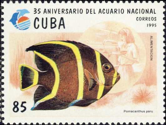Pomacanthus paru (juv.) Pomacanthus paru (juv.)