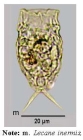 Lecane inermis