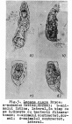 Lecane inermis
