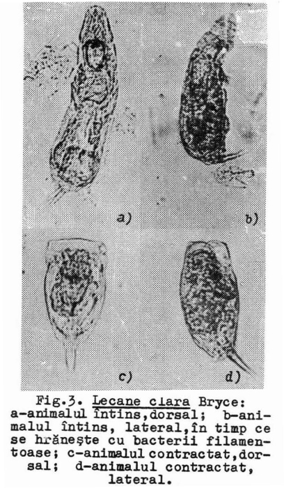 Lecane inermis Lecane inermis