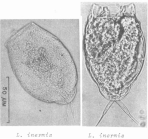 Lecane inermis