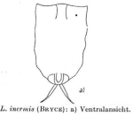 Lecane inermis