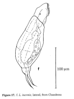 Lecane inermis