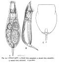 Lecane inermis