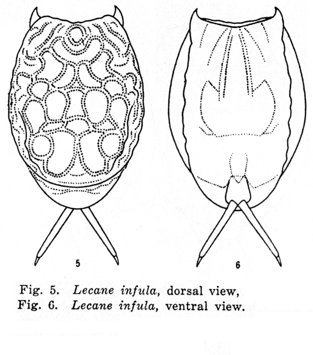 Lecane infula - Original description image