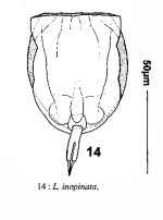 Lecane inopinata
