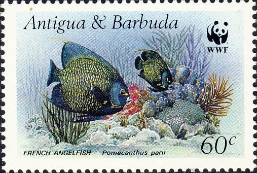 Pomacanthus paru Pomacanthus paru