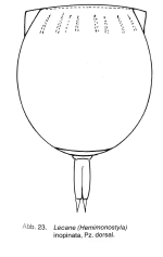 Lecane inopinata