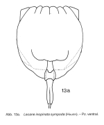 Lecane inopinata