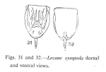 Lecane inopinata