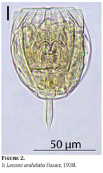 Lecane inopinata