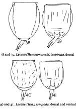 Lecane inopinata