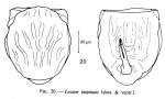 Lecane inopinata