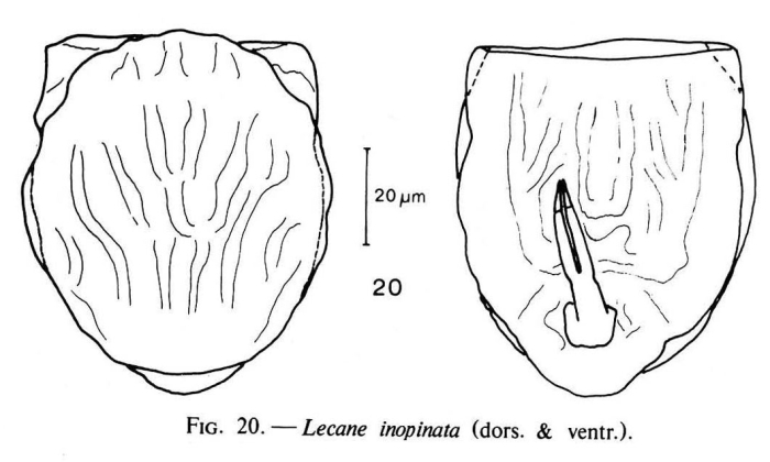Lecane inopinata Lecane inopinata